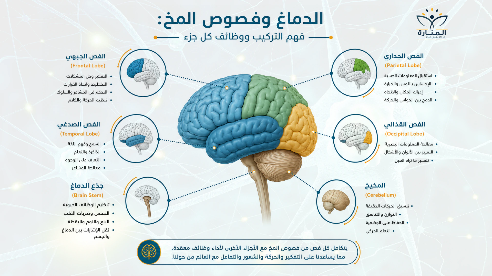 تشريح فصوص المخ ووظائف كل جزء: الفص الجبهي والجداري والصدغي والقذالي والمخيخ وجذع الدماغ
