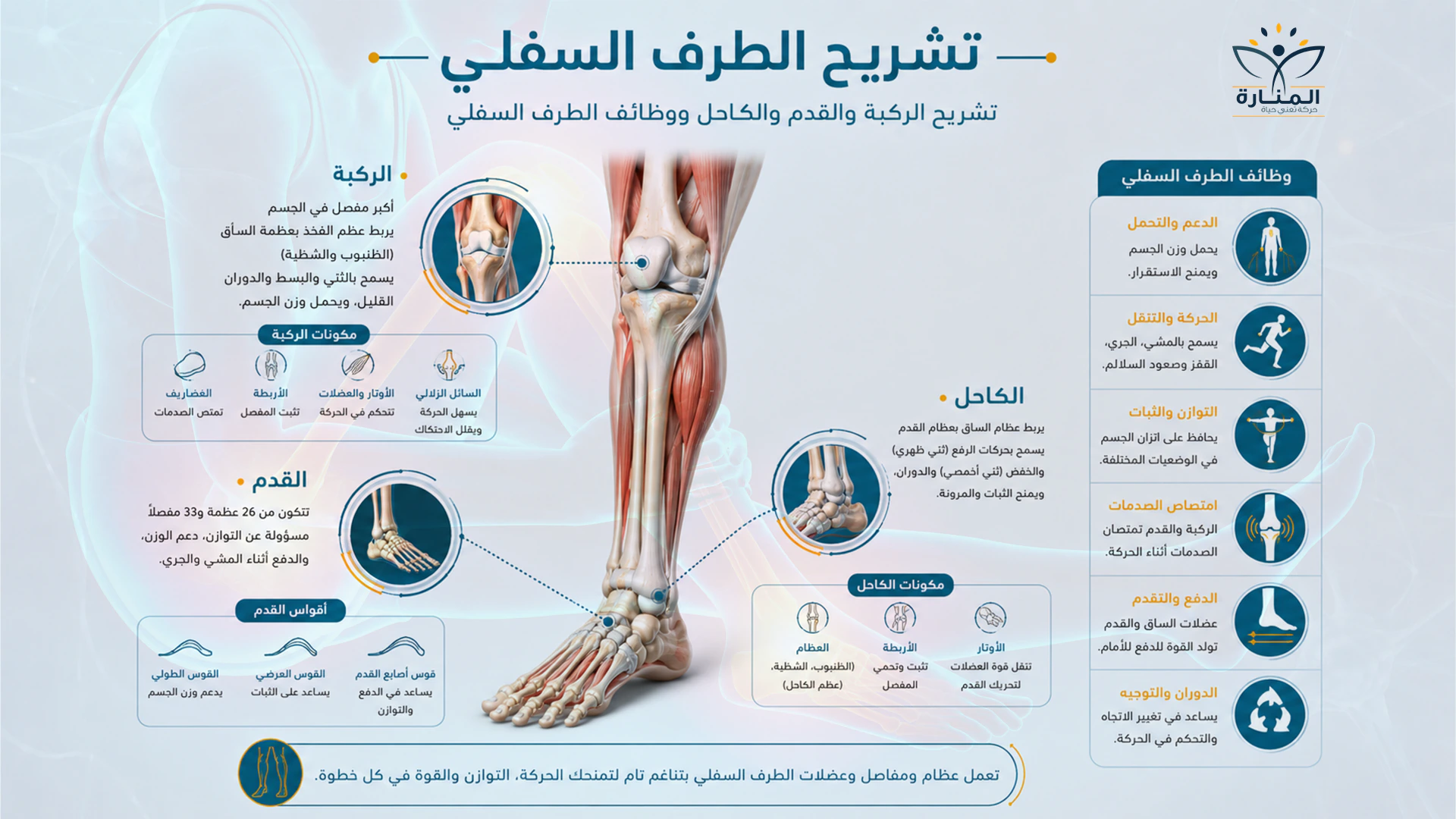 كيف تعمل الركبة والقدم معًا أثناء المشي والحركة
