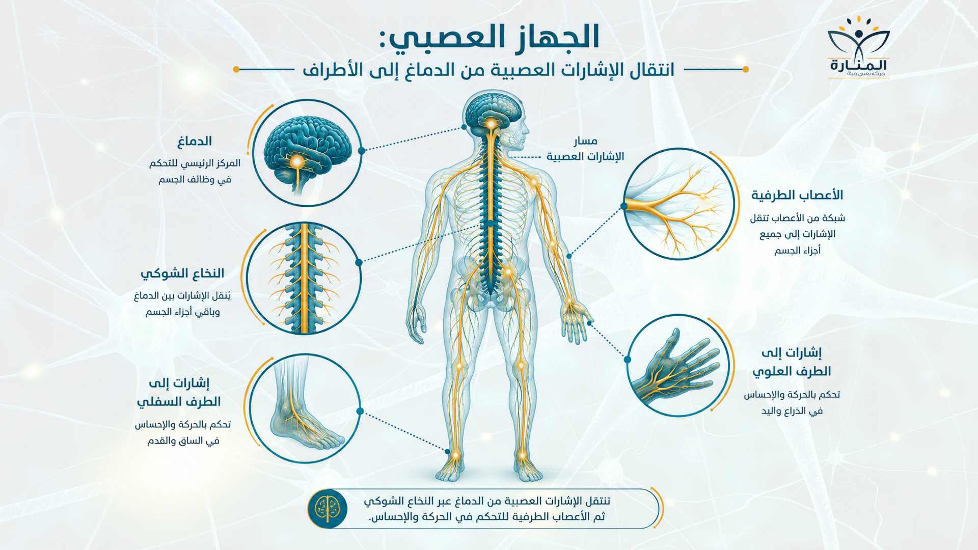 الجهاز العصبي وانتقال الإشارات من الدماغ عبر النخاع الشوكي إلى الأطراف