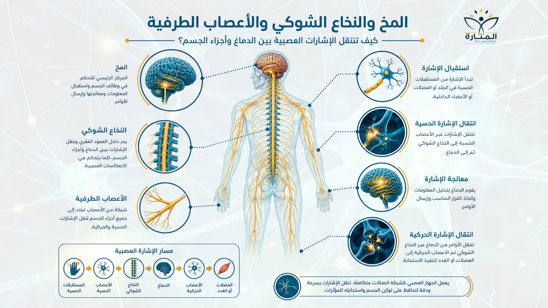 الفرق بين إصابات المخ وإصابات النخاع الشوكي وإصابات الأعصاب الطرفية