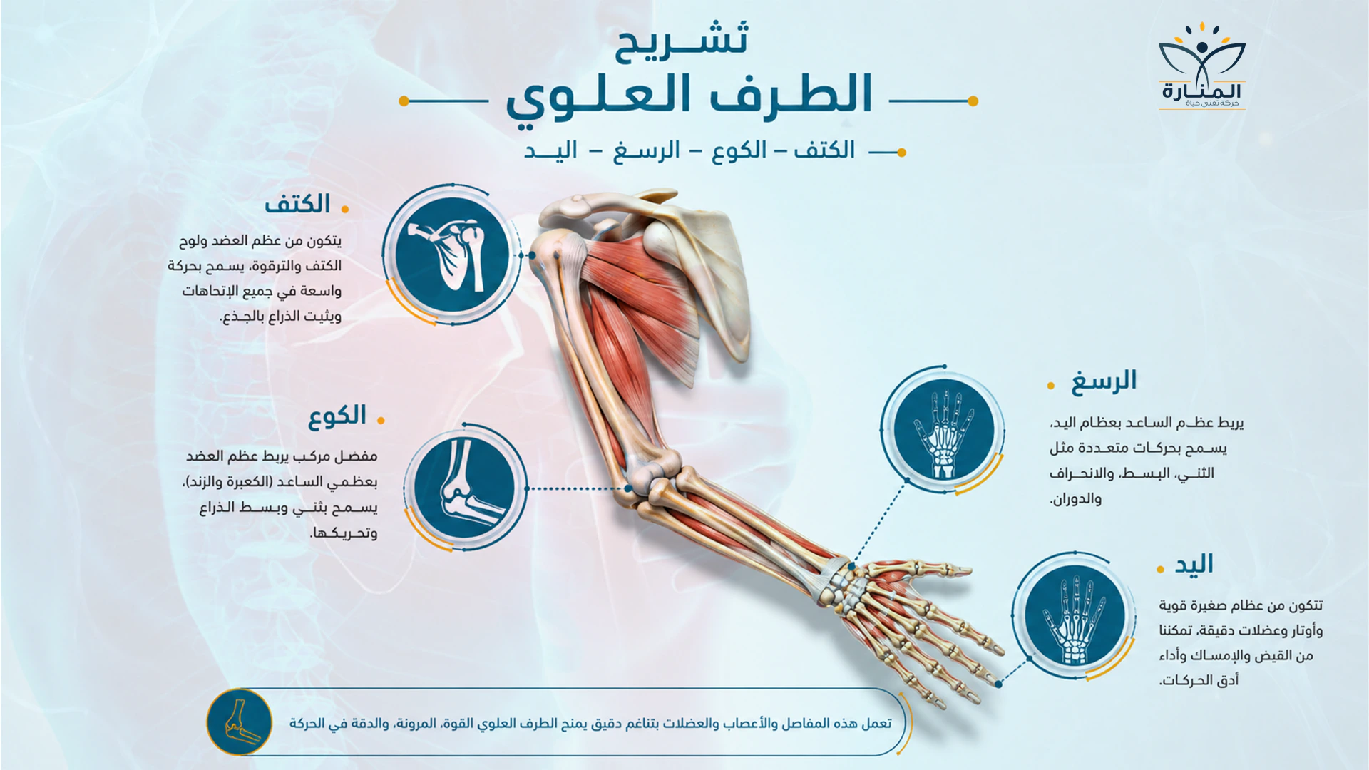 كيف تعمل مفاصل الكتف والكوع واليد معًا كوحدة واحدة أثناء الحركة